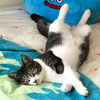 かんかん🐈