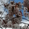 こん兄🌸❄️