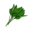 ▢ Kolokhia