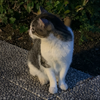 ありんこ