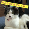 ﾁｮﾛﾘﾊﾙ4号3#ｾﾝﾁﾒﾝﾀﾙ
