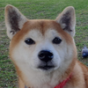 なかもり