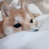 楓彩-kai-