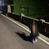 咲羅 ｰSakuraｰ 87