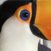 島らっきょう光一