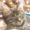 ゆう🐱まりお猫