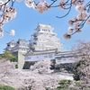 ✨✨✨✨✨✨✨✨✨✨城主✨🏯