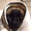 はなずらぴっく