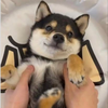 い〜たん(⸝⸝⸝ᵒ̴̶̷ - ᵒ̴̶̷⸝⸝⸝)🌺