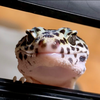 はのん