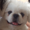 ぱんちゃん