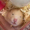 もっくんのさぶ