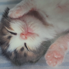 ろくちゃん