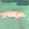 なかむー
