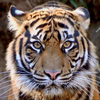 🐅きょうや🐅