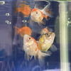 金魚と子犬の部屋