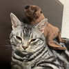 くまみ🧸