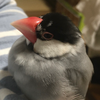 ぶんぶん