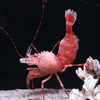 🦐市川海老反り🦐
