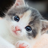 にゃんにゃん