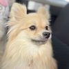 ポメさん