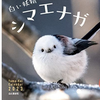 えがちゃん　🌰🐨