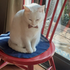 猫じゃらし