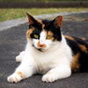 野良猫