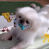 🐰🍀まめ🦔🐾☘️