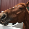 じょっきー🐴🔫