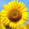 とみー🌻みおみお