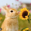 ひま🌻🌐🦋