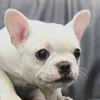 イヌにぃ🐕 ͗ ͗ ͗