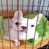 イヌにぃ🐕 ͗ ͗ ͗