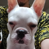 イヌにぃ🐕 ͗ ͗ ͗