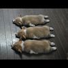 ここちゃん