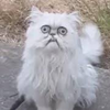ねこ