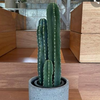 🌵🥑