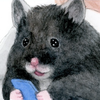 ちょもらんま