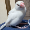 チッチくん🕊‎