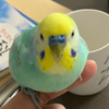 ぴの🕊🐾⚾️♍️