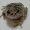 ミヤコモチ