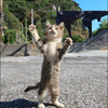 はるねこ︎︎