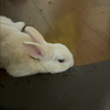 きなぽん🐰