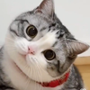 たま 