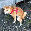 ひょうひょう