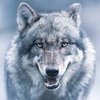 🐺