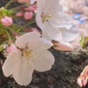 ʚ🌸ɞ桜二郎ʚ🌸ɞ