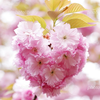 ✨🌸桜🌸✨