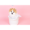 🤍💎🎹🩷🍎Ⓜ️🐱もっちゃん🐹🍭🥋🍀🌻💎
